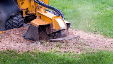 Stump removal